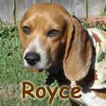 Royce