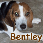 Bentley