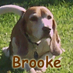 Brooke