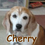 Cherry
