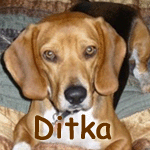 Ditka