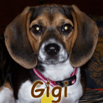 Gigi