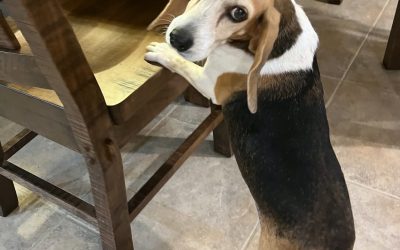 Sponsor a Special Beagle!