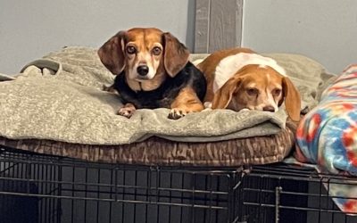 Sponsor a Special Beagle!