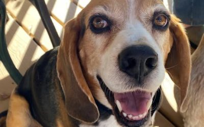 Sponsor a Special Beagle!