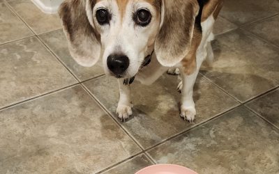 Sponsor a Special Beagle!