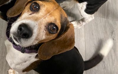 Sponsor a Special Beagle!