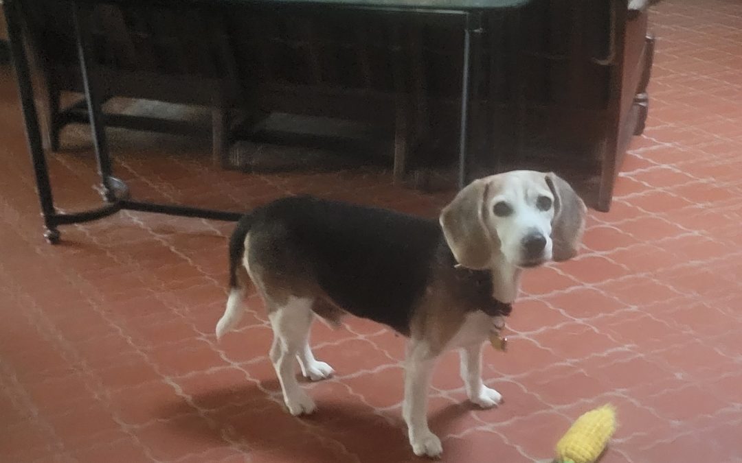 Sponsor a Special Beagle!