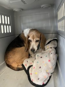 Beagle mix lying in a crate on a soft dotted blanket, looking at the camera.