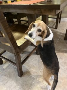 Beagle mix standing on a tiled kitchen floor with paws on a wooden chair, looking up at the camera near a dark wooden table.