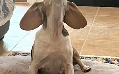 Sponsor a Special Beagle!