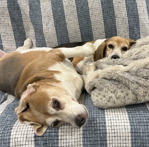 Two beagles lounging together on a striped blue couch, one resting its head on the cushion while the other snuggles under a fluffy gray blanket.