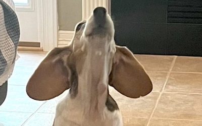 Sponsor a Special Beagle!