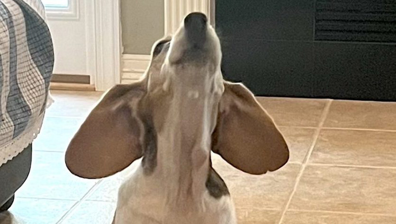 howl2 Beagle with ears flapping, looking upward indoors on a tiled floor near a dark fireplace.