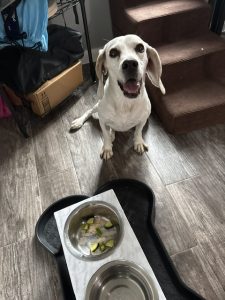 Happy white dog sits on a wood floor beside a double stainless-steel feeding set on a black mat; zucchini pieces are in the water bowl part of the setup (indoor scene).