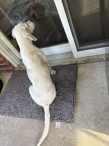 Cream-colored dog standing on a gray textured mat, nose at a sliding glass door. The dog looks inside from a doorway on a porch.