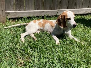 Young basset hound puppy lying in green grass beside a wooden fence, looking off to the side.