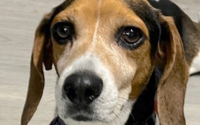 Sponsor a Special Beagle!