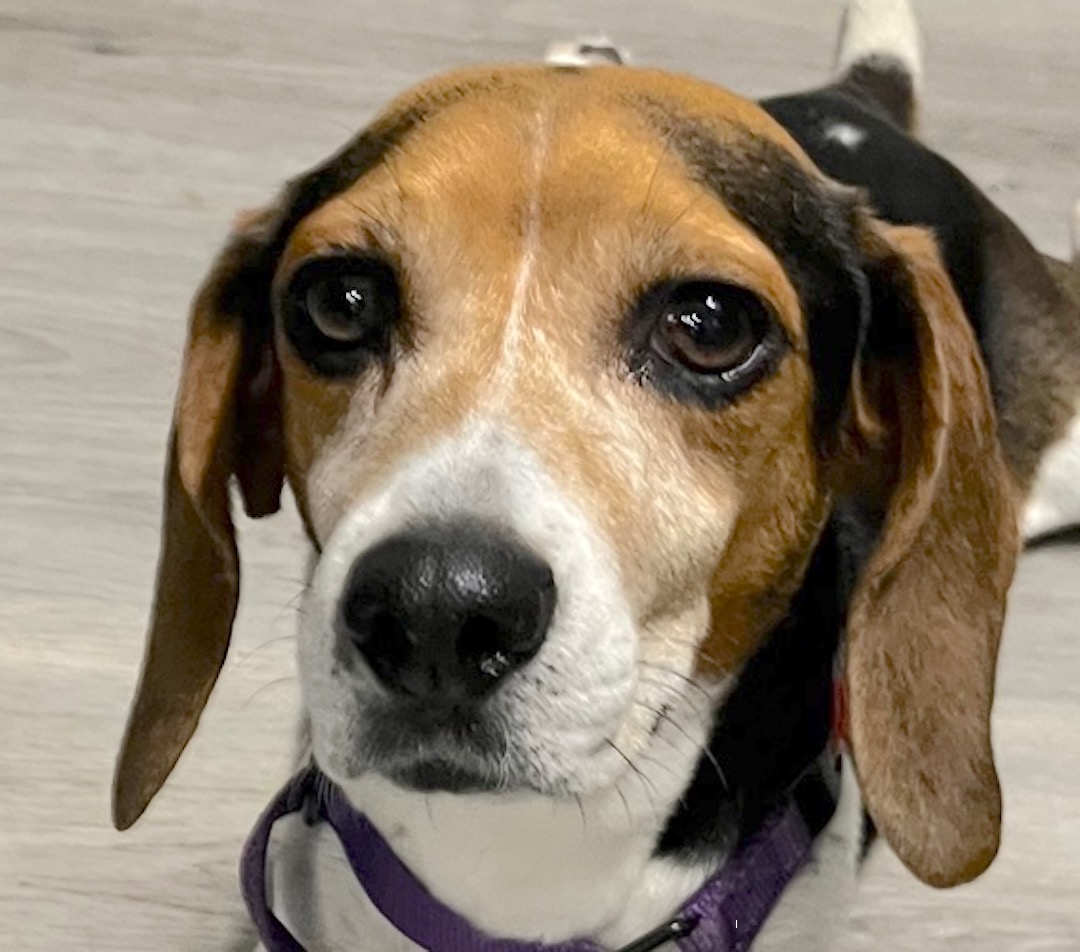 Close-up of a beagle looking at the camera, wearing a purple collar.
