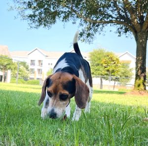 Beagle mix sniffing grass in a sunny park with trees and apartment buildings in the background