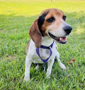 Beagle wearing a purple collar sits on green grass, smiling with visible teeth.