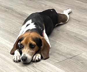 Beagle lying on a light gray floor, head resting between paws, wearing a purple collar.