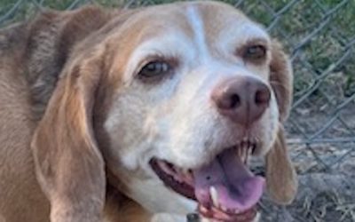 Sponsor a Special Beagle!