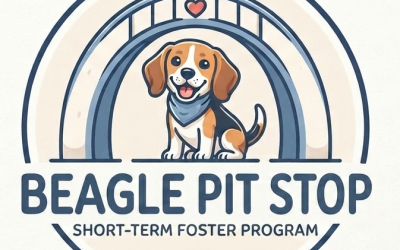 Check Out Our New Short-Term Foster Program and Apply Today!