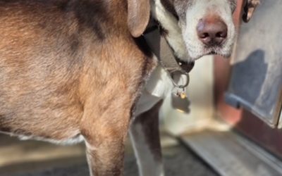 Adopt a Special Beagle!