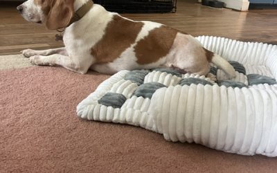 Sponsor a Special Beagle!