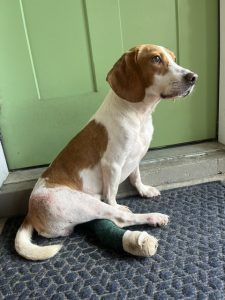Beagle mix with white and brown coat sits on a doorstep, a green bandage wrapped around its front leg, beside a green door.
