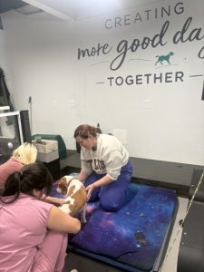 People kneeling with a brown-and-white dog on a galaxy-patterned mat in a bright, upbeat room with a wall quote about creating good days together.