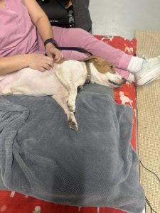 Person in pink clothing sits on a gray blanket while a small white-and-brown dog rests its head on their leg, lying across their lap.