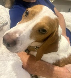 Beagle-type dog being held in a person's arms, close-up of its face and eyes.