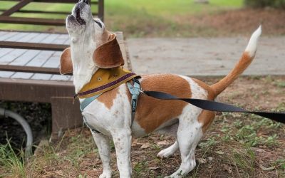 Update on Mona, a permanent foster!